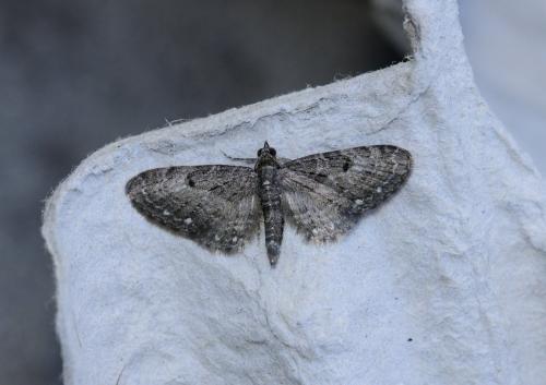 Réf. 311 181 : Eupithecia tripunctaria