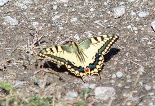 Réf. 311 882 : Papilio machaon