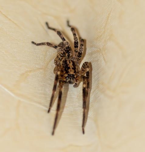 Zoropsis spinimana