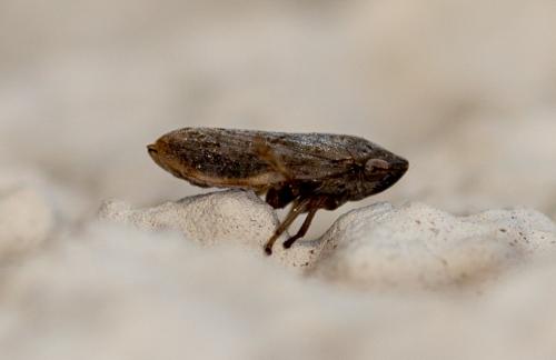 Philaenus spumarius