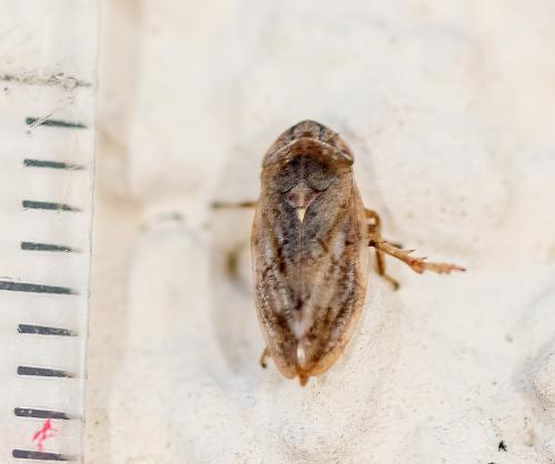 Philaenus spumarius