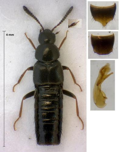 Réf. 311 171 : Aleochara funebris