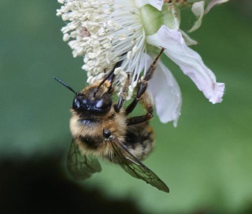 Anthophora furcata