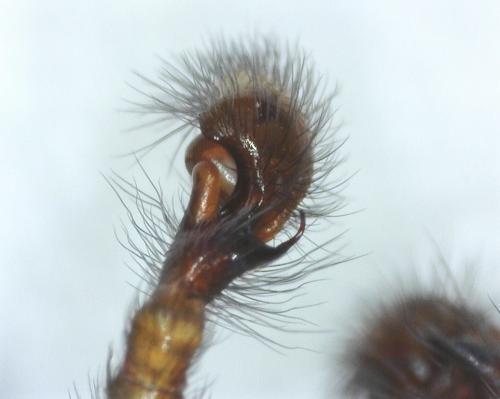 Réf. 311 198 : Amaurobius similis
