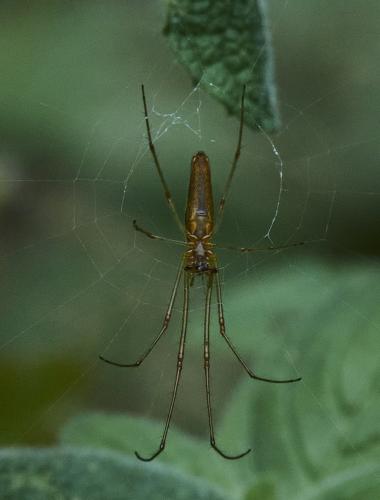 Tetragnatha sp.