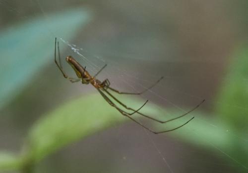 Réf. 311 361 : Tetragnatha sp.