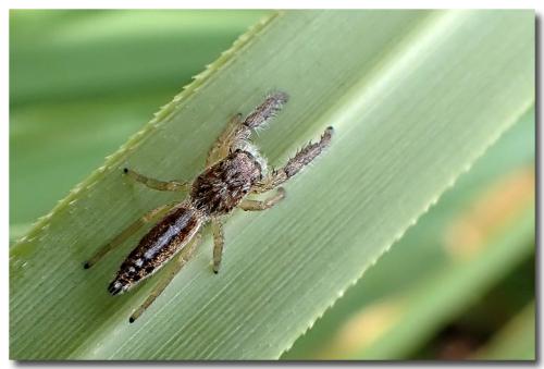 Réf. 311 373 : Mendoza canestrinii