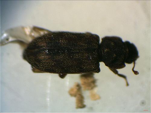 Réf. 311 189 : Synchita sp.