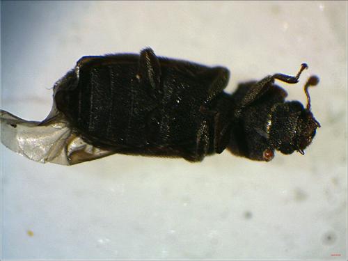 Réf. 311 190 : Synchita sp.