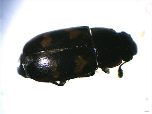 Glischrochilus quadriguttatus