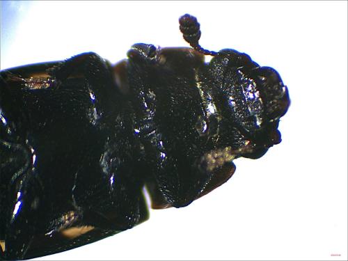 Glischrochilus quadriguttatus