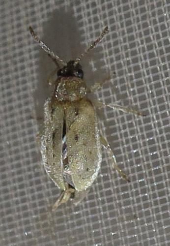Réf. 311 419 : Monoxia obesula
