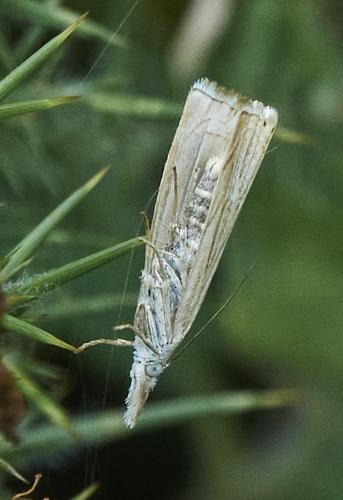 Réf. 311 830 : Chrysoteuchia culmella