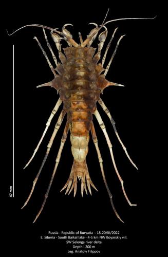 Réf. 311 460 : Acanthogammarus reichiertii