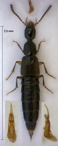 Gabrius lividipes