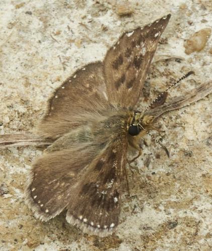 Réf. 311 806 : Erynnis tages