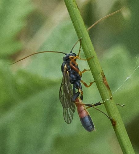 Ctenopelmatinae