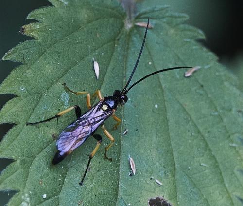 Réf. 311 074 : Cratichneumon coruscator