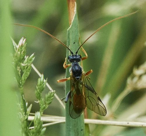 Réf. 311 644 : Ctenopelmatinae inconnu