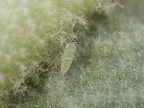 Micantulina stigmatipennis