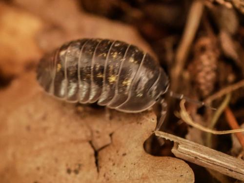 Armadillidium depressum