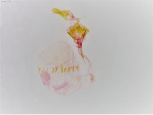 Ephestia woodiella
