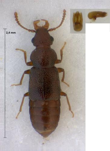 Réf. 311 174 : Hadrognathus longipalpis
