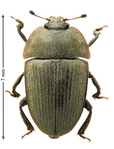 Réf. 311 683 : Phenolia limbata tibialis