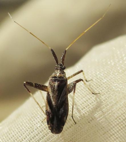 Phytocoris obliquus