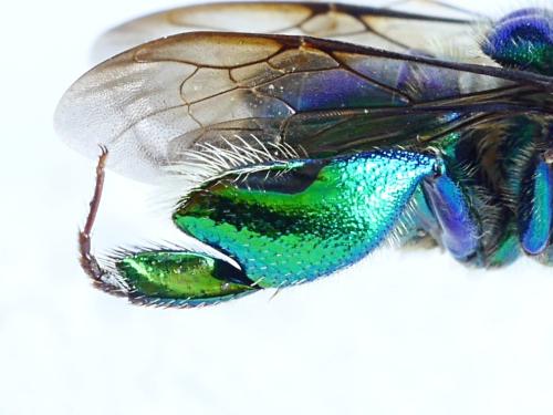 Réf. 311 306 : Euglossa chalybeata