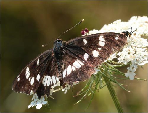 Limenitis reducta