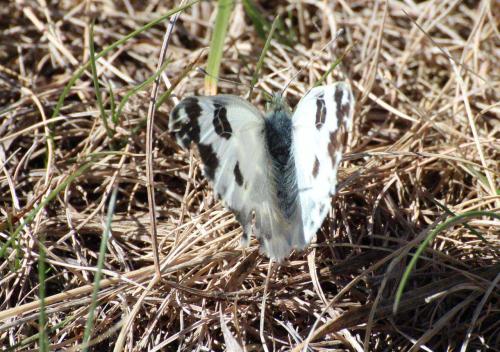 Pontia daplidice