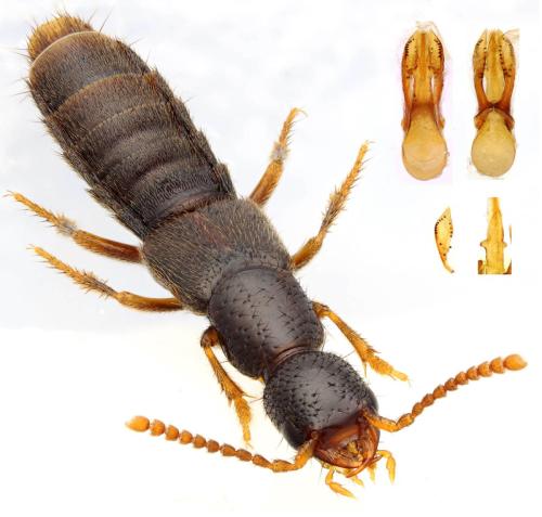Erichsonius signaticornis