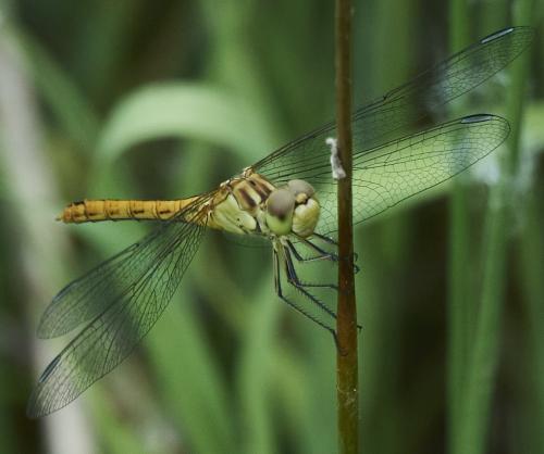 Réf. 311 646 : Sympetrum meridionale