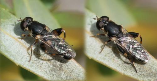 Réf. 311 877 : Syritta pipiens