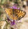 311325 – Photo : Philippe Fourtier – France (38)