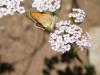 311331 – Photo : Philippe Fourtier – France (38)