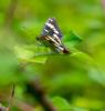 311671 – Photo : lguez – France (33)