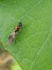 311704 – Photo : valentin nicolas – France (44)