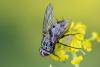 311590 – Photo : Pierre Duhem – France (95)