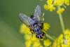 311507 – Photo : Pierre Duhem – France (95)