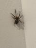 311621 – Photo : shaddi27 – France (93)