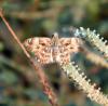 311561 – Photo : Philippe Fourtier – France (06)