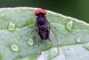311151 – Photo : Jean-Claude Lablanquie – France (63)