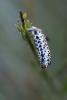 311390 – Photo : Frederique Bey – France (54)