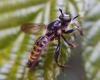 311276 – Photo : Ivan Jaubertie – France (69)