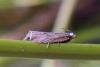 311332 – Photo : Ivan Jaubertie – France (69)
