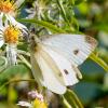 311751 – Photo : Cédric Mondy – France (94)