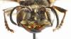 311501 – Photo : Nicolas Baudet – Panama