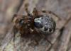 311252 – Photo : Christian Berquer – France (50)